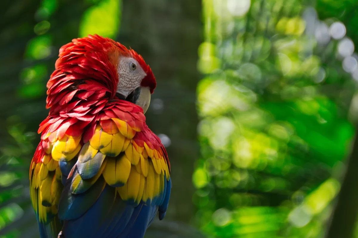 Vibrant parrot perched in the rainforest of Costa Rica, showcasing its vivid plumage.